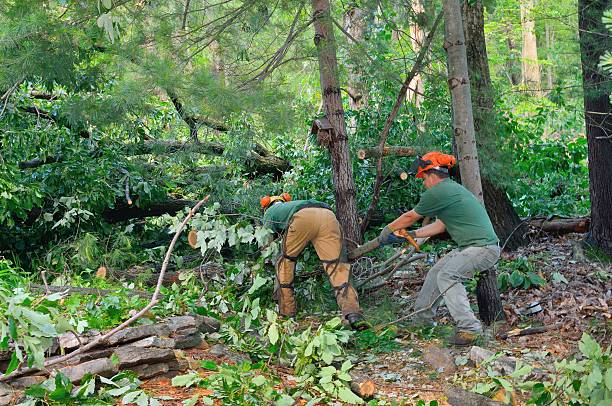 Organic Lawn Care Solutions in Timberlane, LA